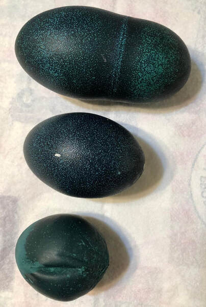 EMU EGG SHAPES AND SIZES